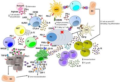 Actors on the Scene: Immune Cells in the Myeloma Niche